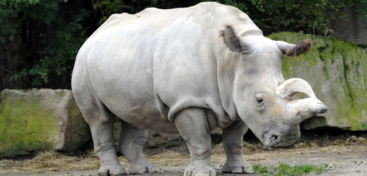 Samice nosorožce tuponosého severní formy neboli nosorožce bílého.