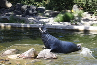 Podkrušnohorský zoopark v Chomutově, tuleň kuželozubý.