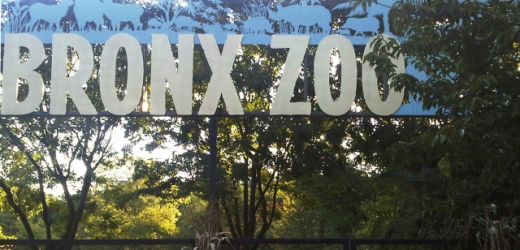 Newyorská zoo.