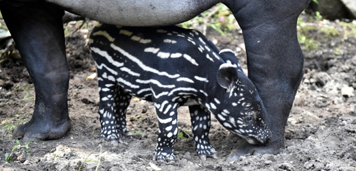 Mládě tapíra čabrakového.