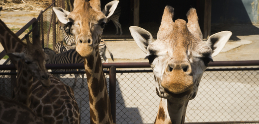 Stádo žiraf Rothschildových ve výběhu v olomoucké zoo na Svatém Kopečku.
