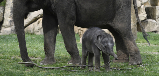 Samička slona indického s matkou.