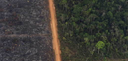 Část shořelého brazilského pralesa.