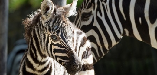 V Zoo Dvůr Králové se narodilo mládě vzácné zebry bezhřívé.