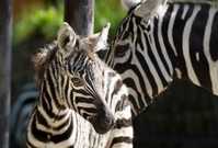 V Zoo Dvůr Králové se narodilo mládě vzácné zebry bezhřívé.