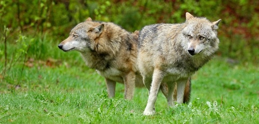 Na Broumovsku přibylo útoků vlků na zvířata, hlásí farmáři.