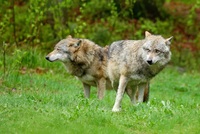 Na Broumovsku přibylo útoků vlků na zvířata, hlásí farmáři.