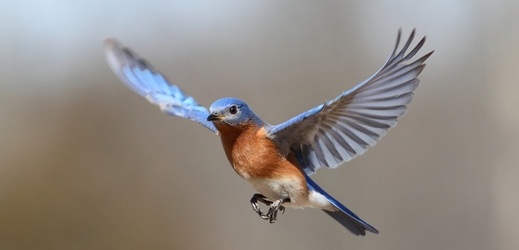 Výzkum: Ptáci v Ostravě chtějí bezpečné budky, na barvě nezáleží.