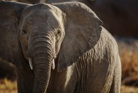 Smrt stovek slonů v Botswaně mohly způsobit přírodní toxiny.