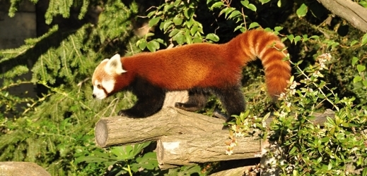 Panda červená.