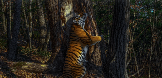 Gorškovova fotografie s názvem Objetí zachycuje vzácného tygra ussurijského.