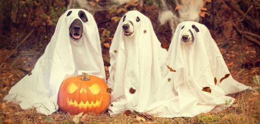 Letošní halloween bude hodně jiný. 