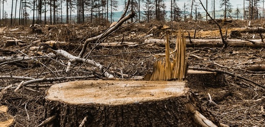Vykácený les po řádění kůrovce.