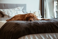 Pes v posteli.