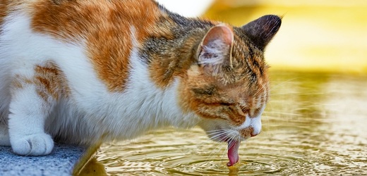 Žíznivá kočka.