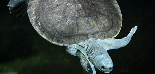 Devět mláďat nejohroženější sladkovodní želvy světa mohou návštěvníci pražské zoologické zahradě od 5. srpna 2021 pozorovat v tamním pavilonu Čambal. Želvy batagury bengálské trojská zoo vystavuje jako jediná veřejně přístupná instituce mimo Asii. Mláďatům je nyní pět let, dožijí se asi sta.