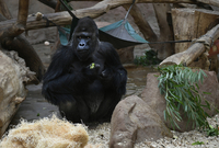 Gorilí samec Richard v pražské zoologické zahradě.
