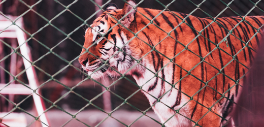 Tygr v cirkuse (ilustrační foto).