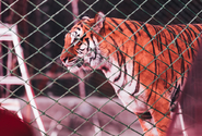 Nejvyšší soud přezkoumá verdikt nad preparátorem v kauze Berouskových tygrů