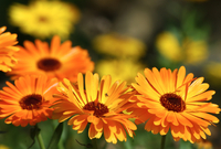 Květnová sbírka Ligy proti rakovině, při níž dobrovolníci prodávají žluté květy měsíčku lékařského s barevnou stužkou, vynesla letos 17,9 milionu korun.