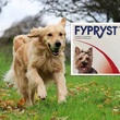 Fypryst Dog.