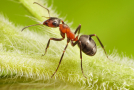 Mravenec (ilustrační foto).