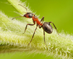 Mravenec (ilustrační foto).