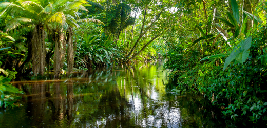Amazonská džungle (ilustrační foto).