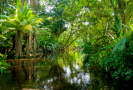 Amazonská džungle (ilustrační foto).