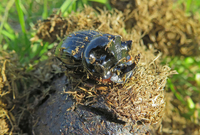 V přírodní rezervaci velkých kopytníků v bývalém vojenském prostoru v Milovicích na Nymbursku se rozmnožil kriticky ohrožený chrobák (na snímku z 25. srpna 2022). V roce 2020 vypustili vědci do rezervace samce a samice 150 chrobáků, loni i letos na konci jara zaznamenali nižší desítky nových brouků.