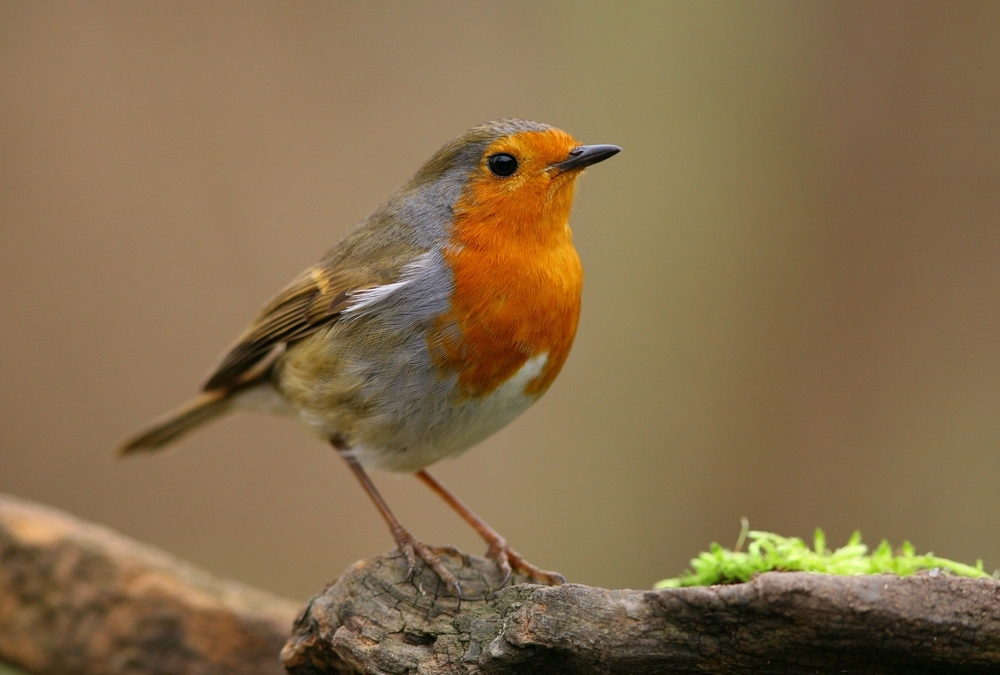 Vědci žádají laiky o pomoc s mapováním skleněných ploch ohrožujících ptáky