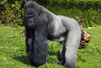 Gorila nížinná (ilustrační foto).