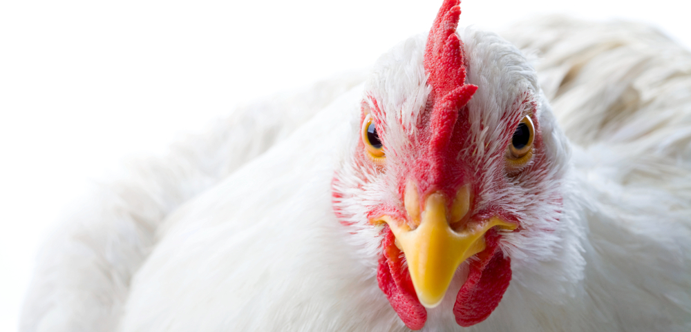 L’Europe connaît l’épidémie de grippe aviaire la plus dévastatrice de l’histoire, selon l’EFSA