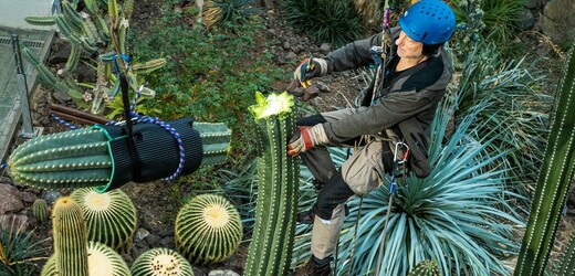Kácení několikametrového kaktusu ve skleníku sukulentů v Botanické zahradě, 21. února v Liberci. Arborista pomocí lezecké techniky odřízl špičku kaktusu v dalšímu zakořenění.