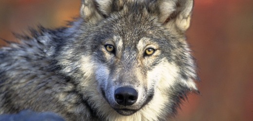 Vlk obecný (ilustrační foto).