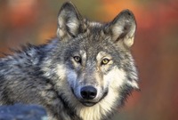 Vlk obecný (ilustrační foto).