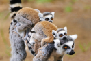 V plzeňské zoo se narodila spousta mláďat lemurů