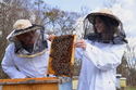 MZe i Agrární komora jdou proti vládě, ta chce zrušit osvobození daně od včelaře