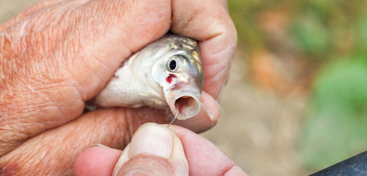 Vědci přišli s novým zjištěním, že ryby cítí bolest