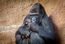 První gorilí mládě v Rezervaci Dja. Z legendární Moji je babička