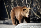 Na Slovensku byl v úterý zastřelen medvěd, který před více než týdnem zranil 5 lidí ve městě Liptovský Mikuláš