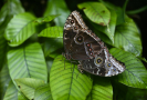 Botanická zahrada Praha představí od 19. dubna migraci tropických motýlů 