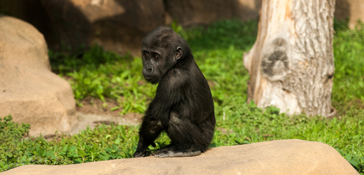 V pražské zoologické zahradě se v noci na dnešek narodilo mládě gorily nížinné