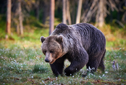 Pohyb medvěda v okrajové části Zlína potvrdily podle městské policie jeho stopy