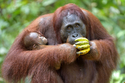 Mládě orangutana v pražské zoo je sameček, jméno bude vybráno z návrhů veřejnosti