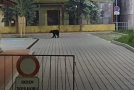Slovenský parlament schválil zákon o jednodušším odstřelu problémových medvědů
