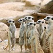 Návštěvníci liberecké zoo mohou po tři čtvrtě roce vidět surikaty