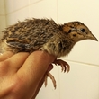 Zoo Brno odchovala tinamy koroptví, dosud poslední se v ČR vylíhly před 38 lety