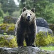 BBC: Proč divoká zvířata útočí na člověka?