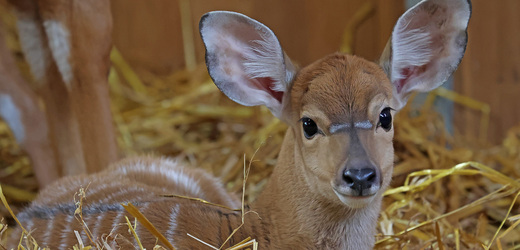 V plzeňské zoo přišla na svět dvě mláďata antilopy nyaly nížinné